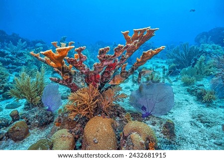 staghorn coral ,Acropora cervicornis is a branching, stony coral  Royalty-Free Stock Photo #2432681915