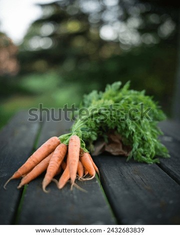 Fresh Carrots with Tops on Wooden Picnic Table Outdoors