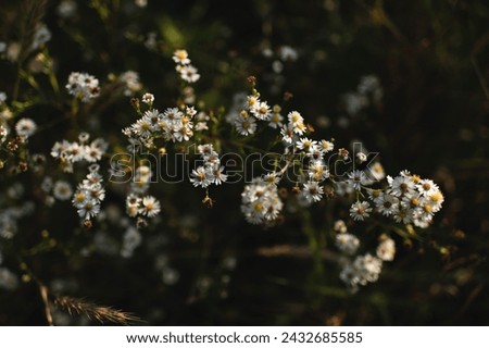 Beautiful white aster flowers isolated on dark background