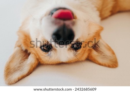 Corgi dog lies on white sheets and sticks out his tongue