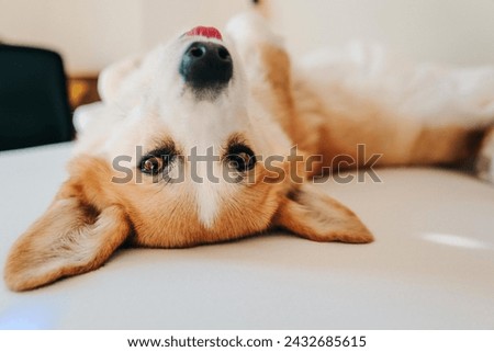 Corgi dog lies on white sheets and looks at us
