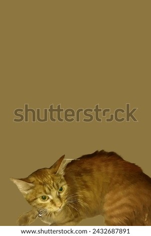 Brown cat on a brown background