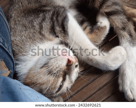 cat pose while fast asleep with a front face that looks cute

￼



