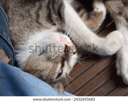 cat pose while fast asleep with the front face looking cute with open eyelids

￼



