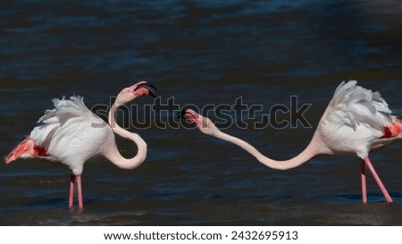 The greater flamingo (Phoenicopterus roseus) is the most widespread and largest species of the flamingo family.