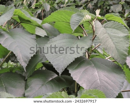 A pretty tropical atlantic herb with wide dark green leaves Royalty-Free Stock Photo #2432697917