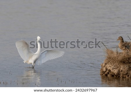 The little egret (Egretta garzetta) is a species of small heron in the family Ardeidae. It is a white bird with a slender black beak, long black legs and, in the western race, yellow feet. Royalty-Free Stock Photo #2432697967