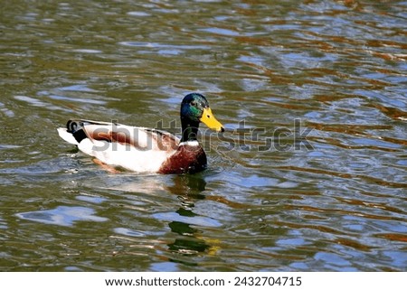 A large beautiful duck, drake swim in water lake. Duck meat, food. Bird hunting. Poultry farm, farm in village. Waterfowl