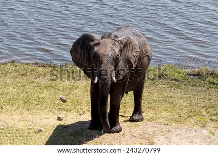 Portrait of African Elephant in Chobe National Park, Botswana. True wildlife photography