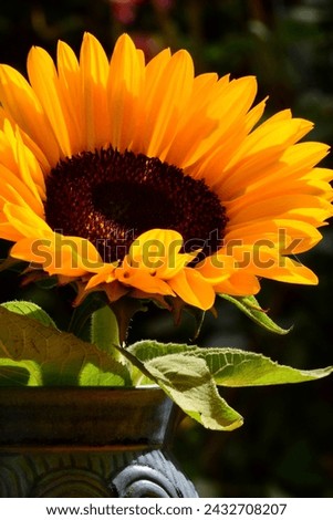 Close-up photo of a sunflower (Helianthus, Asteraceae family), bright yellow and cheerful.