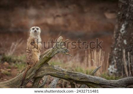 the meerkat looking at us has a lot of space to the left of the meerkat, the meerkat is on a branch