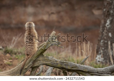 meerkat looking back has a lot of space to left of meerkat, meerkat is on branch