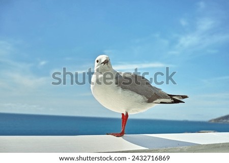 Seagull, walll and ocean environment or fowl wildlife at coastal sea habitat for relax, calm or sitting. Bird, feathers and outside in South Africa or animal with wings in summer, perched or water Royalty-Free Stock Photo #2432716869