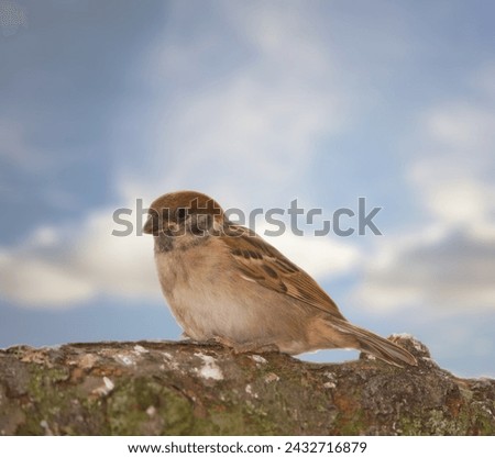 Garden tree sparrow, bird and branch with nature, balance and feather for rest with ornithology. Eurasian, autumn and season with closeup, wildlife and ecosystem alone outdoor on sky in environment