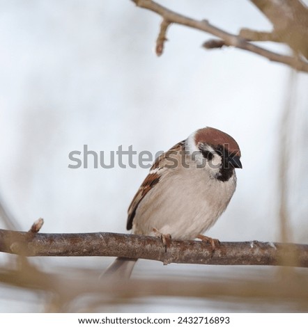 Bird, tree sparrow, wildlife and sky with animal, balance and feather for rest with macro photograph. Garden, autumn and Eurasian closeup in nature and ecosystem isolated on branch in environment