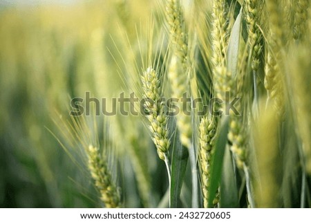 Green wheat is growing in the field, The wheat fields are under the blue sky and white clouds
