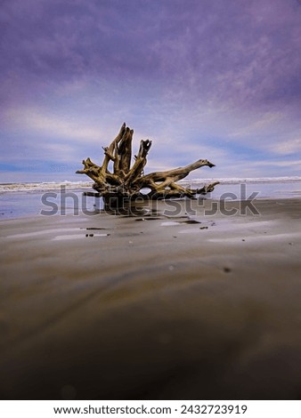 As the Sun sets and the tide rolls in, within the clouds you can see a storm forming. Soon, this driftwood will settle in a new place. Royalty-Free Stock Photo #2432723919