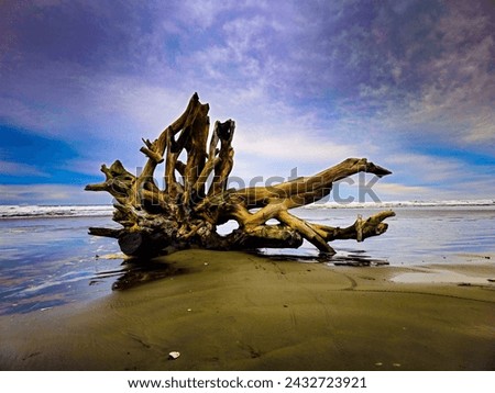 As the Sun sets and the tide rolls in, within the clouds you can see a storm forming. Soon, this driftwood will settle in a new place. Royalty-Free Stock Photo #2432723921