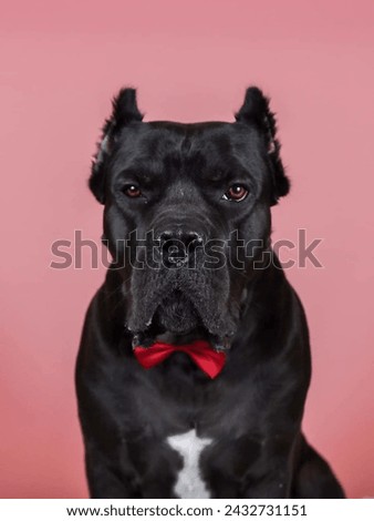 Portrait of a cute Cane Corso dog.isolated on a studio background.