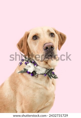 Portrait of a cute Labrador Retriever dog.isolated on a studio background.
