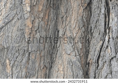 Old tree texture. Bark pattern, For background wood work, Bark of brown hardwood, thick bark hardwood, residential house wood. nature, tree, bark, hardwood, trunk, tree , tree trunk close up texture Royalty-Free Stock Photo #2432731911