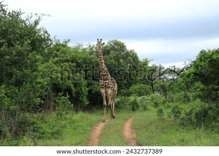 Giraffe in the African Safari