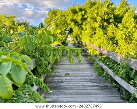 An aged wooden path extending into the distance. Bright green plants grow on both sides of the boardwalk. In the distance the trees extend over the boardwalk forming a natural tunnel. Royalty-Free Stock Photo #2432737493