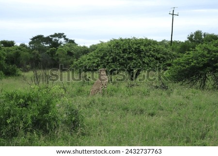 Cheetah with babies in African Safari