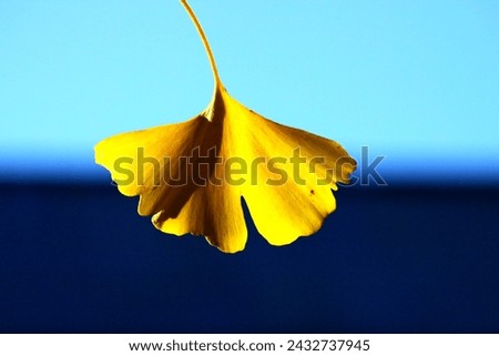 Ginko leave is turning to be yellow