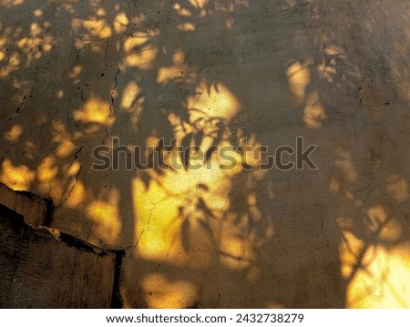 Shadow of leaves and branches of a manga tree on wall
