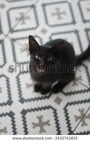 black cat meows at the camera on a patterned ceramic background