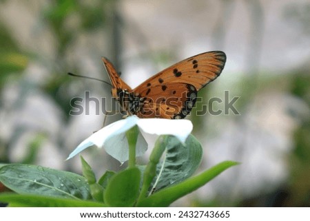 Danaus chrysippus, also known as the plain tiger is a medium-sized butterfly widespread in Asia, Australia and Africa Royalty-Free Stock Photo #2432743665