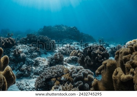 Healthy coral reef seascape in Indonesia, with coral bommies spread out across a white sand sea floor in clear blue water with sun rays. Royalty-Free Stock Photo #2432745295