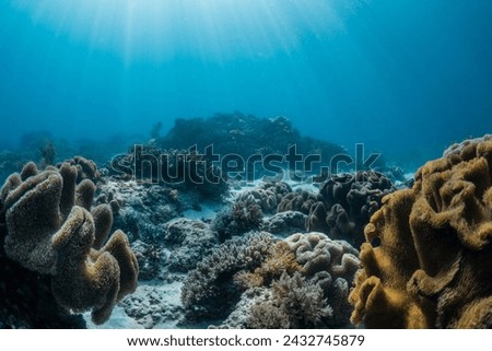 Healthy coral reef seascape in Indonesia, with coral bommies spread out across a white sand sea floor in clear blue water with sun rays. Royalty-Free Stock Photo #2432745879