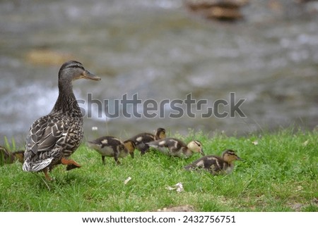Mama duck and ducklings at waters edge