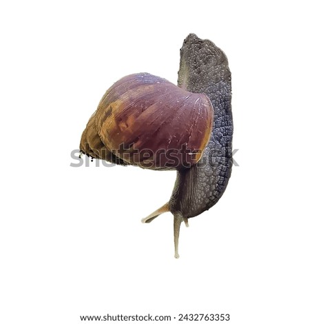 Snail (Snail, Achatina fulica, African giant snail, Archachatina marginata) moving on a white background.