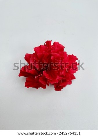 Beautiful red hibiscus or Kembang sepatu on white background. 