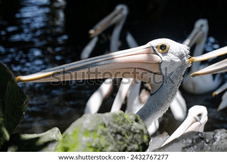 The great white pelican (Pelecanus onocrotalus) aka the eastern white pelican, rosy pelican or white pelican Royalty-Free Stock Photo #2432767277