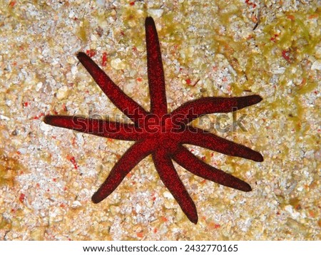 Red starfish on the sandy bottom. Vivid sea star in the tropical ocean, underwater photography from scuba diving. Marine life in the sea, travel picture.