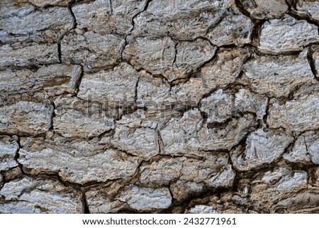 Natural texture of wooden tree bark