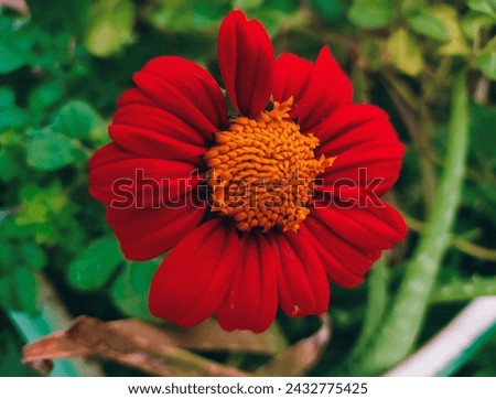 Tithonia,Maxican sunflowr,can be plated as your Summer garden flower.This Eye-catchy  flower red sunflower picture is a timeless expression of natural elegance and charm.