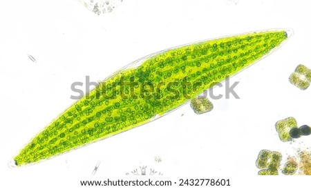 Freshwater phytoplankton under microscope. The species is probably closterium lunula. live cell. 100x microscpe magnification + camera zoom. Stacked photo Royalty-Free Stock Photo #2432778601
