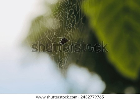 close up macro spider species in indonesia