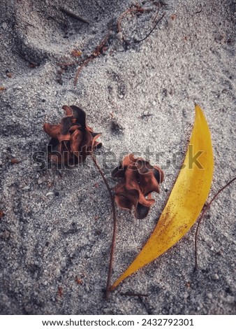 I found fallen Acacia Mangium leaves and fruit on the beach