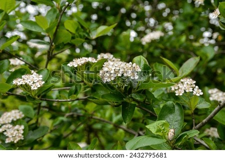 Aronia melanocarpa white flowers in spring. Black chokeberry bloom and green leaves on branch in garden. White flowers of aronia melanocarpa. chokeberry wet from raindrops. beautiful spring background Royalty-Free Stock Photo #2432795681