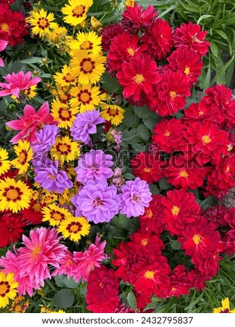 Colorful Gerbera Daisy or Gerbera Flower closeup background