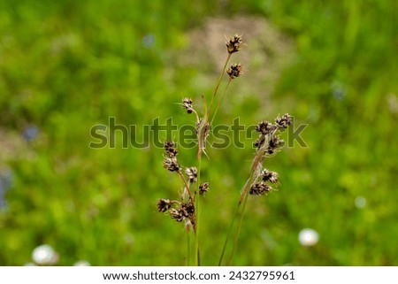 Narrow focus closeup on a flowering field wood-rush grass, Good Friday grass or sweep's brush, Luzula campestris in a meadow.