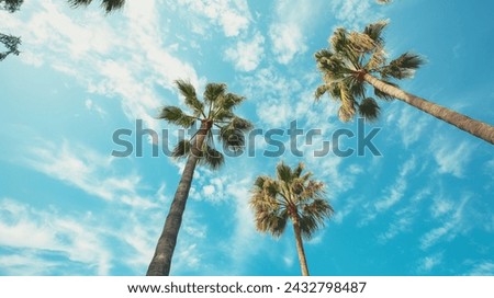 Tropical Serenity: Palm Trees Against a Clear Blue Sky