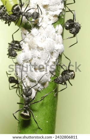 mutualism aphids closeup parasite gardening symbiosis hemiptera home gardening