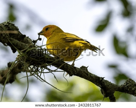Saffron Finch, Sicalis flaveola, stands on a branch observing the surroundings. Colombia Royalty-Free Stock Photo #2432811767